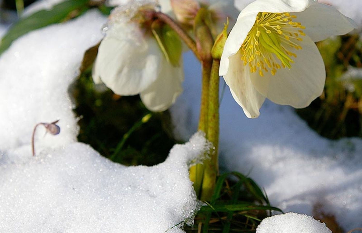 blumen2.jpg